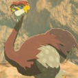 Ostrich